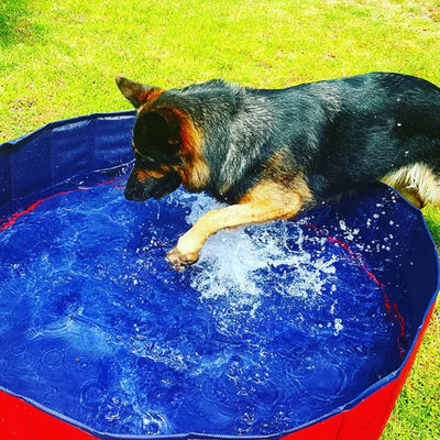 Portable Pool for Pets